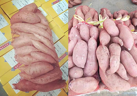 红薯：10个月储存期