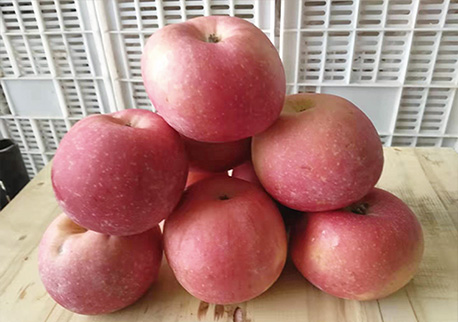 苹果：15个月储存期