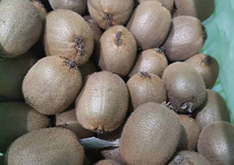 猕猴桃：8个月储存期